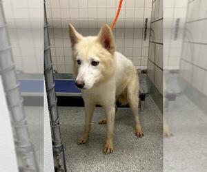 Siberian Husky Dogs for adoption in Pasadena, TX, USA