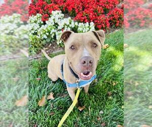 American Pit Bull Terrier Dogs for adoption in Santa Barbara, CA, USA