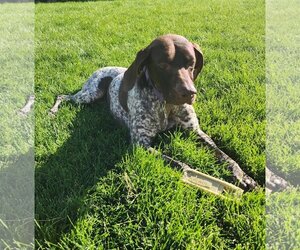 German Shorthaired Pointer Dogs for adoption in Sandy, UT, USA