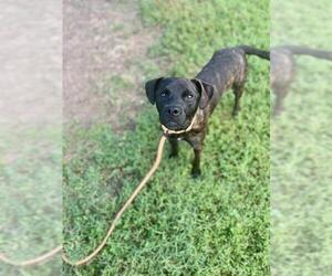 American Pit Bull Terrier Dogs for adoption in Louisville, KY, USA
