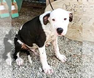 American Staffordshire Terrier Dogs for adoption in Lake Forest, CA, USA