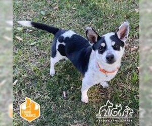 Mutt Dogs for adoption in Irvine, CA, USA