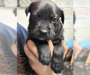 Mutt Dogs for adoption in Bakersfield, CA, USA