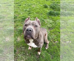 Mutt Dogs for adoption in Lee's Summit, MO, USA