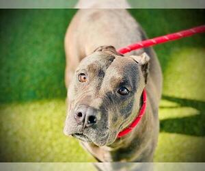 American Pit Bull Terrier-Unknown Mix Dogs for adoption in Orlando, FL, USA