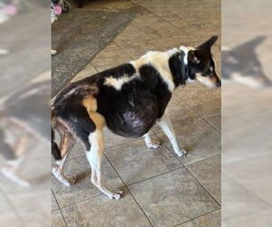 Mutt Dogs for adoption in San Antonio, TX, USA