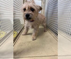 Cairn Terrier Dogs for adoption in Corona, CA, USA
