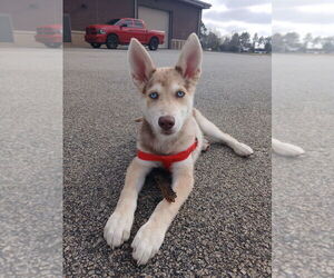 Catahoula Leopard Dog-Siberian Husky Mix Dogs for adoption in Elmsford, NY, USA