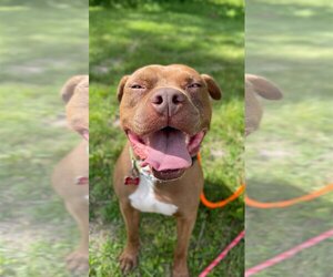 American Pit Bull Terrier Dogs for adoption in Cedar Rapids, IA, USA