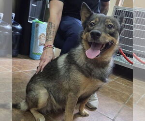 Norwegian Elkhound-Unknown Mix Dogs for adoption in Martinsburg, WV, USA