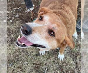 Labbe Dogs for adoption in Rustburg, VA, USA