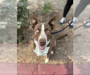 Huskies -Unknown Mix Dogs for adoption in Visalia, CA, USA