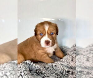 Mutt Dogs for adoption in OKLAHOMA CITY, OK, USA