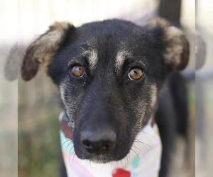 Mutt Dogs for adoption in San Antonio, TX, USA