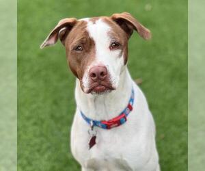 Pointer-Unknown Mix Dogs for adoption in San Diego, CA, USA