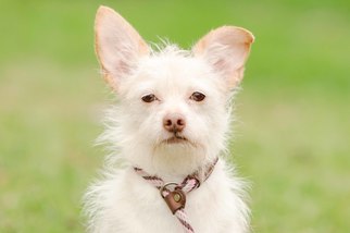 Medium Photo #1 Cairwich Terrier Puppy For Sale in El Cajon, CA, USA