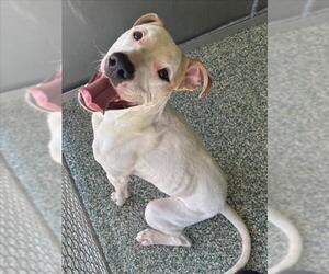 American Pit Bull Terrier-Unknown Mix Dogs for adoption in Salisbury, NC, USA
