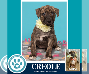 Mutt Dogs for adoption in Kimberton, PA, USA