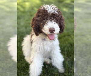 Poodle (Standard) Dogs for adoption in Sandy, UT, USA