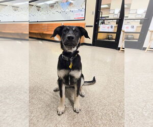 German Shepherd Dog-Unknown Mix Dogs for adoption in Sandy, UT, USA