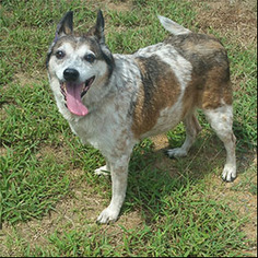 Australian Shepherd-Unknown Mix Dogs for adoption in Shreveport, LA, USA