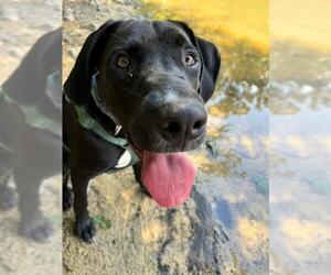 Labrador Retriever Dogs for adoption in Charlotte, NC, USA