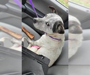Mutt Dogs for adoption in Texas City, TX, USA