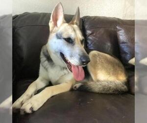 German Shepherd Dog Dogs for adoption in Austin, TX, USA