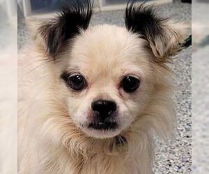 Pomeranian Dogs for adoption in Newfoundland, PA, USA