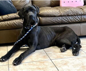 Great Dane Dogs for adoption in Goodyear, AZ, USA