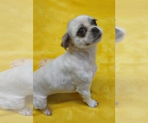 Shih Tzu Dogs for adoption in York, SC, USA