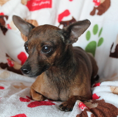 Chiweenie Dogs for adoption in Phelan, CA, USA