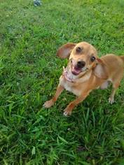 Chiweenie Dogs for adoption in Williston, VT, USA