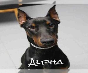 Doberman Pinscher Dogs for adoption in Augusta, GA, USA