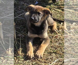 Mutt Dogs for adoption in Alexander, AR, USA