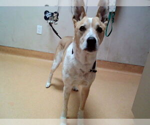 German Shepherd Dog-Unknown Mix Dogs for adoption in Martinez, CA, USA
