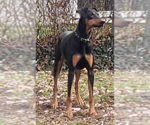 Doberman Pinscher Dogs for adoption in Rockaway, NJ, USA