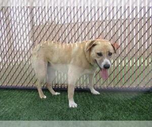 Australian Cattle Dog-Labrador Retriever Mix Dogs for adoption in Norco, CA, USA