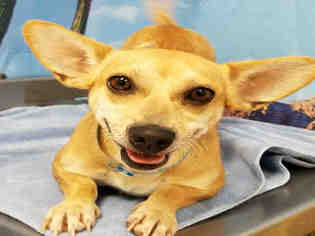 Medium Photo #1 Chiweenie Puppy For Sale in Henderson, NV, USA