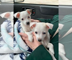 Chihuahua-Unknown Mix Dogs for adoption in Plainfield, IL, USA