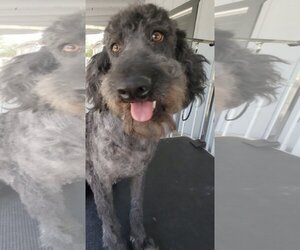 Labrador Retriever-Unknown Mix Dogs for adoption in REDDING, CA, USA