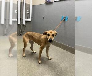 German Shepherd Dog-Unknown Mix Dogs for adoption in Las Vegas, NV, USA