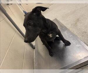 Labrador Retriever-Unknown Mix Dogs for adoption in Conroe, TX, USA