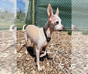 Chihuahua Dogs for adoption in Waterford, VA, USA