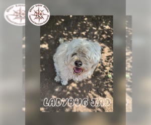 Poovanese Dogs for adoption in Princeton, British Columbia, Canada