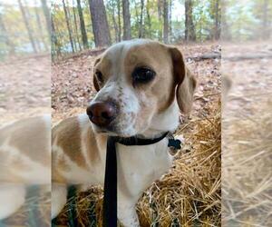 Bagle Hound Dogs for adoption in Cary, NC, USA
