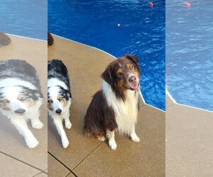 Australian Shepherd Dogs for adoption in Columbus, IN, USA