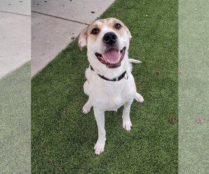 Labrador Retriever-Saint Bernard Mix Dogs for adoption in Elk Grove, CA, USA