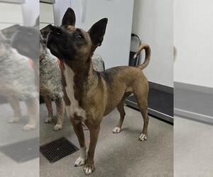 Boxer-Unknown Mix Dogs for adoption in HESPERIA, CA, USA