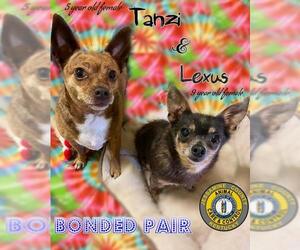 Chihuahua Dogs for adoption in Nicholasville, KY, USA